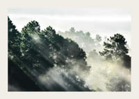 Photograph of dense spruce forest with sunbeams and fog-3