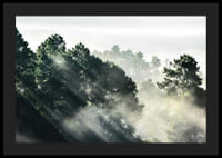 Photograph of dense spruce forest with sunbeams and fog-4