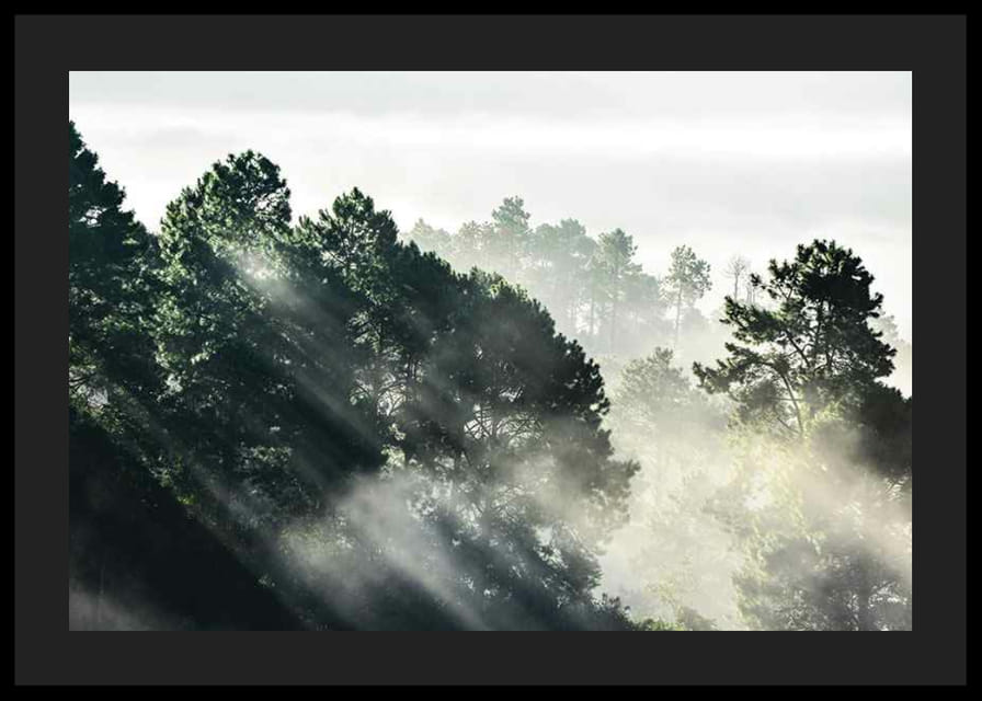Photograph of dense spruce forest with sunbeams and fog-12