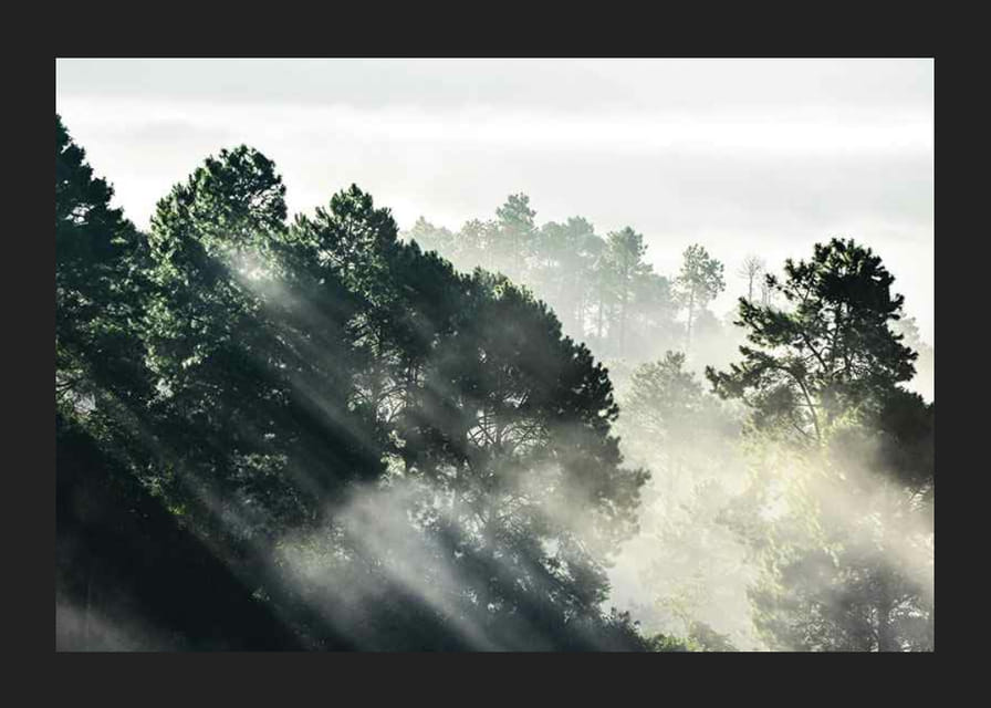 Photograph of dense spruce forest with sunbeams and fog-12