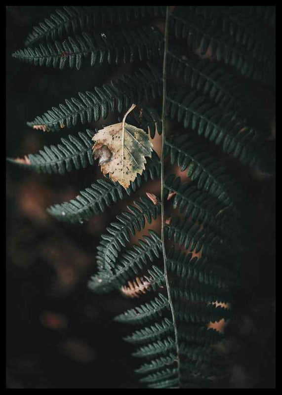 Close-up of dark green fern with yellowed autumn leaves on top-12
