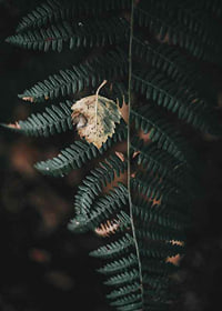 Close-up of dark green fern with yellowed autumn leaves on top-7