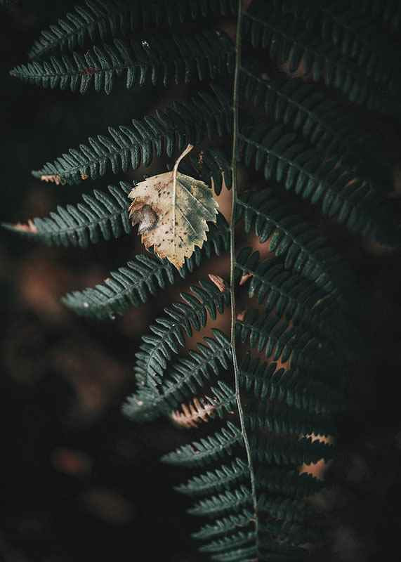 Close-up of dark green fern with yellowed autumn leaves on top-12