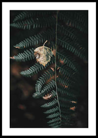 Close-up of dark green fern with yellowed autumn leaves on top-0
