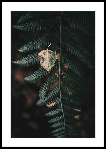 Poster Fern No1