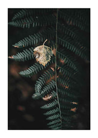 Close-up of dark green fern with yellowed autumn leaves on top-1