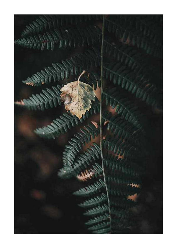 Poster Fern No1