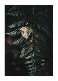 Fern No1-1