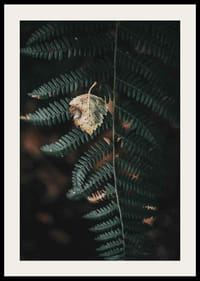 Close-up of dark green fern with yellowed autumn leaves on top-2
