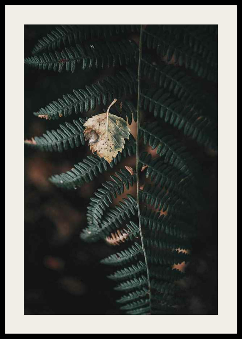 Close-up of dark green fern with yellowed autumn leaves on top-12