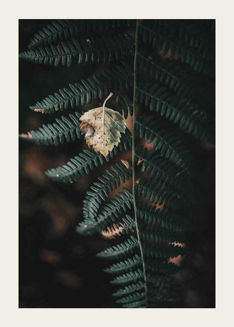 Close-up of dark green fern with yellowed autumn leaves on top-12