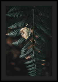Close-up of dark green fern with yellowed autumn leaves on top-4