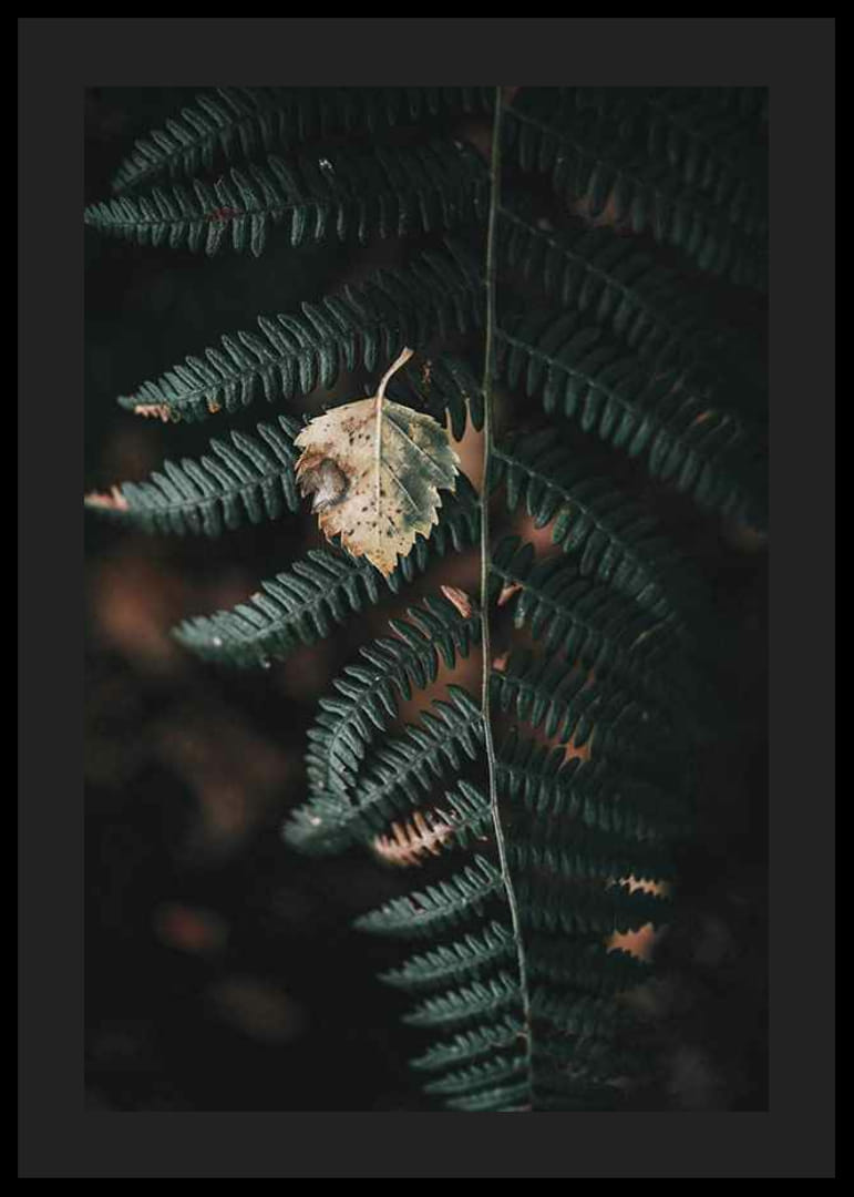 Close-up of dark green fern with yellowed autumn leaves on top-12