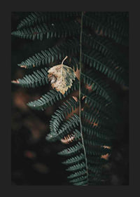 Close-up of dark green fern with yellowed autumn leaves on top-5
