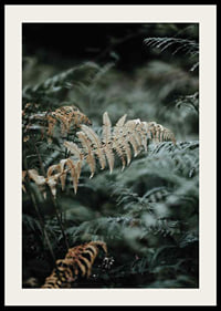 Close-up of fern leaves in green and beige tones, photography-2