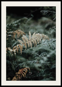 Zöld és bézs árnyalatú páfránylevelek közeli felvétele, fényképezés-2