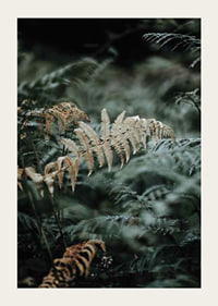 Close-up of fern leaves in green and beige tones, photography-3