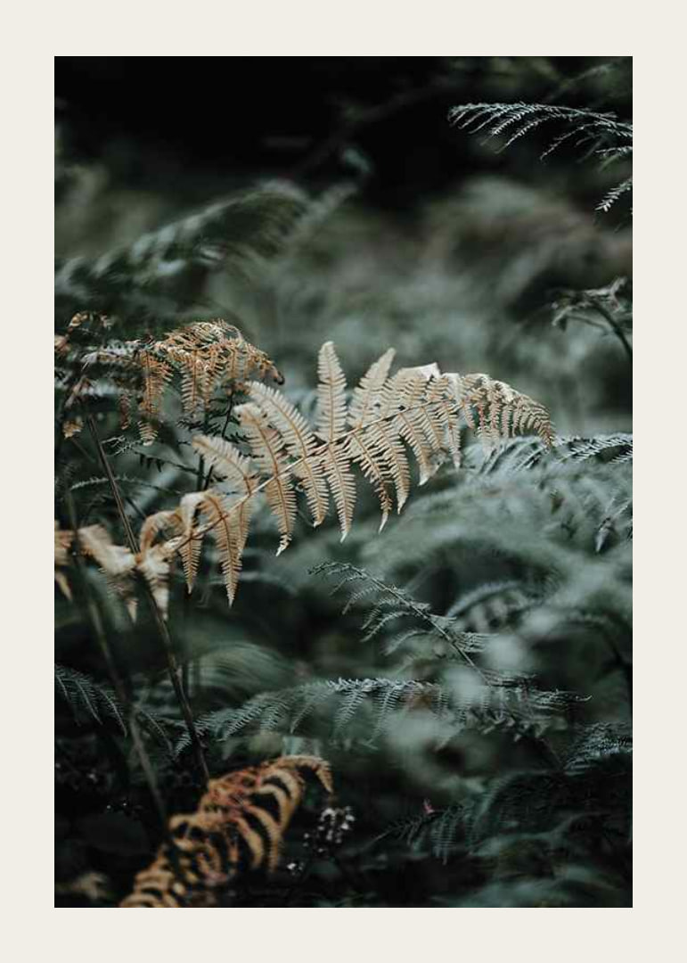 Close-up of fern leaves in green and beige tones, photography-12