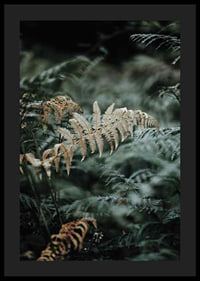 Close-up of fern leaves in green and beige tones, photography-4