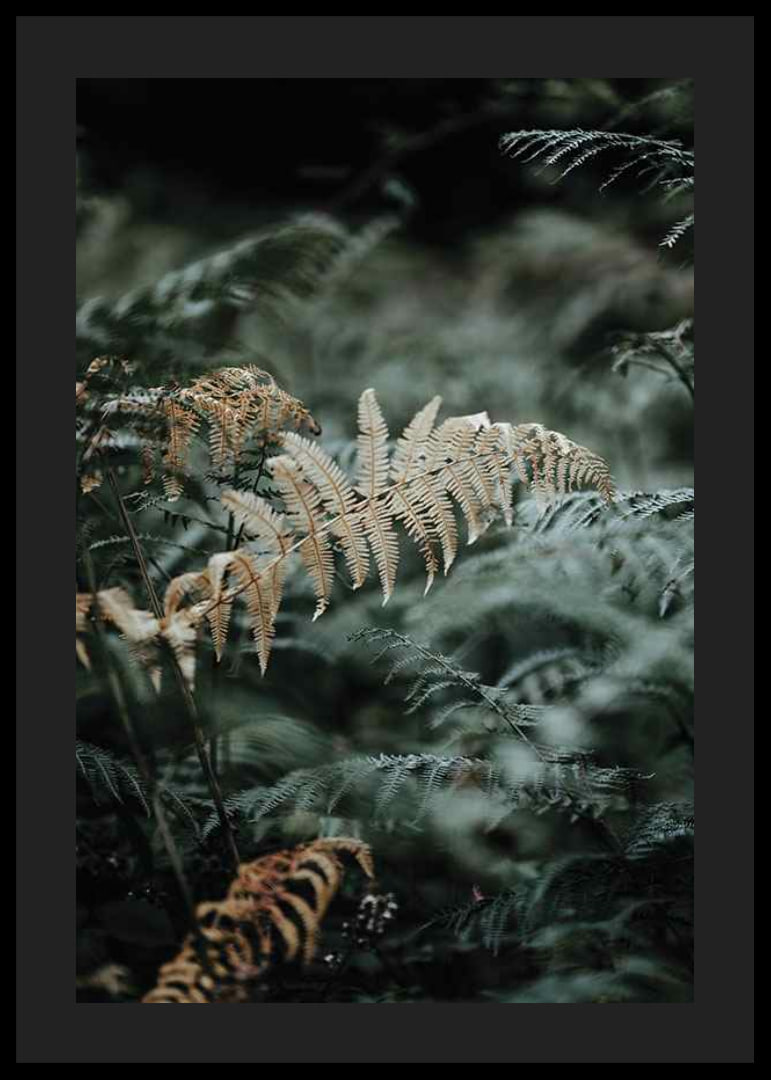 Close-up of fern leaves in green and beige tones, photography-12