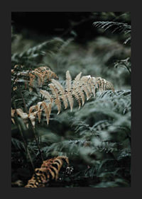 Close-up of fern leaves in green and beige tones, photography-5