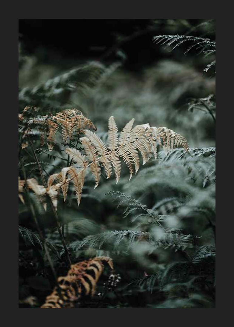 Close-up of fern leaves in green and beige tones, photography-12