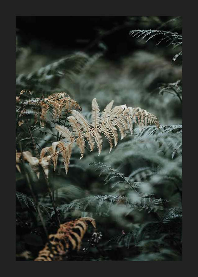 Zöld és bézs árnyalatú páfránylevelek közeli felvétele, fényképezés-12