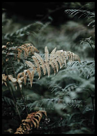 Close-up of fern leaves in green and beige tones, photography-6