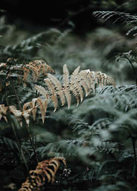 Close-up of fern leaves in green and beige tones, photography-7