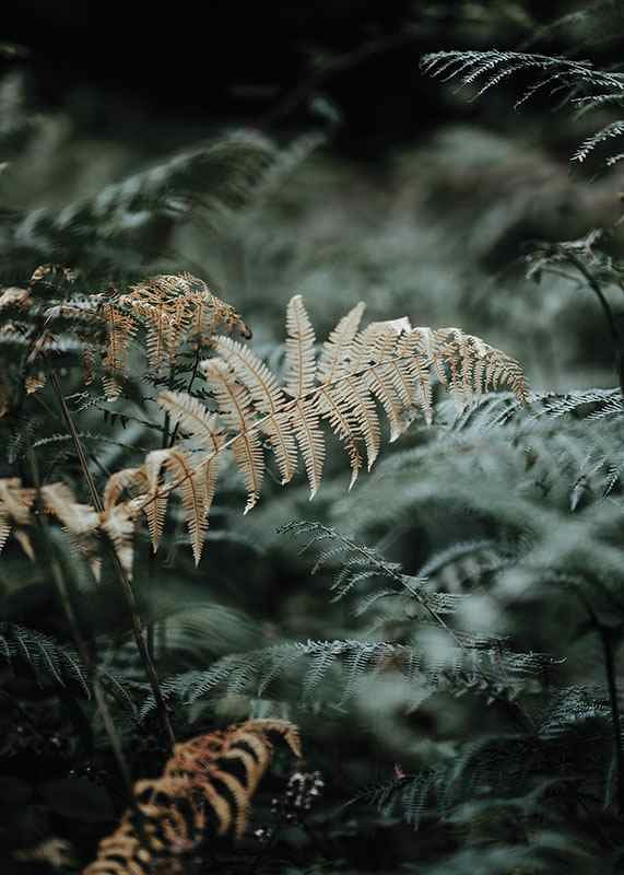 Close-up of fern leaves in green and beige tones, photography-12