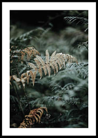 Close-up of fern leaves in green and beige tones, photography-0