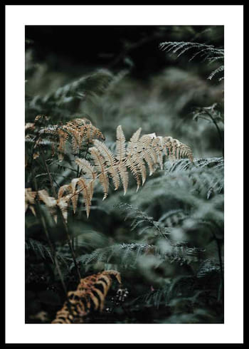 Poster Fern No2