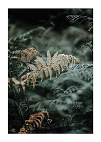 Close-up of fern leaves in green and beige tones, photography-1