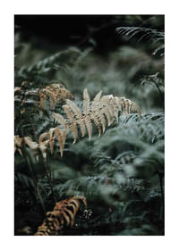 Fern No2-1