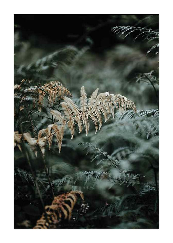 Plagát Fern No2