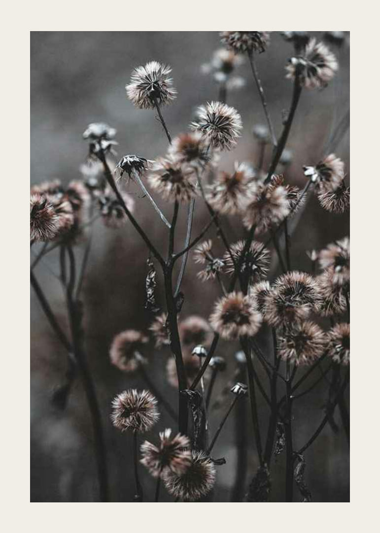 Szárított erdei virágok közeli képe barna őszi tónusokban-12