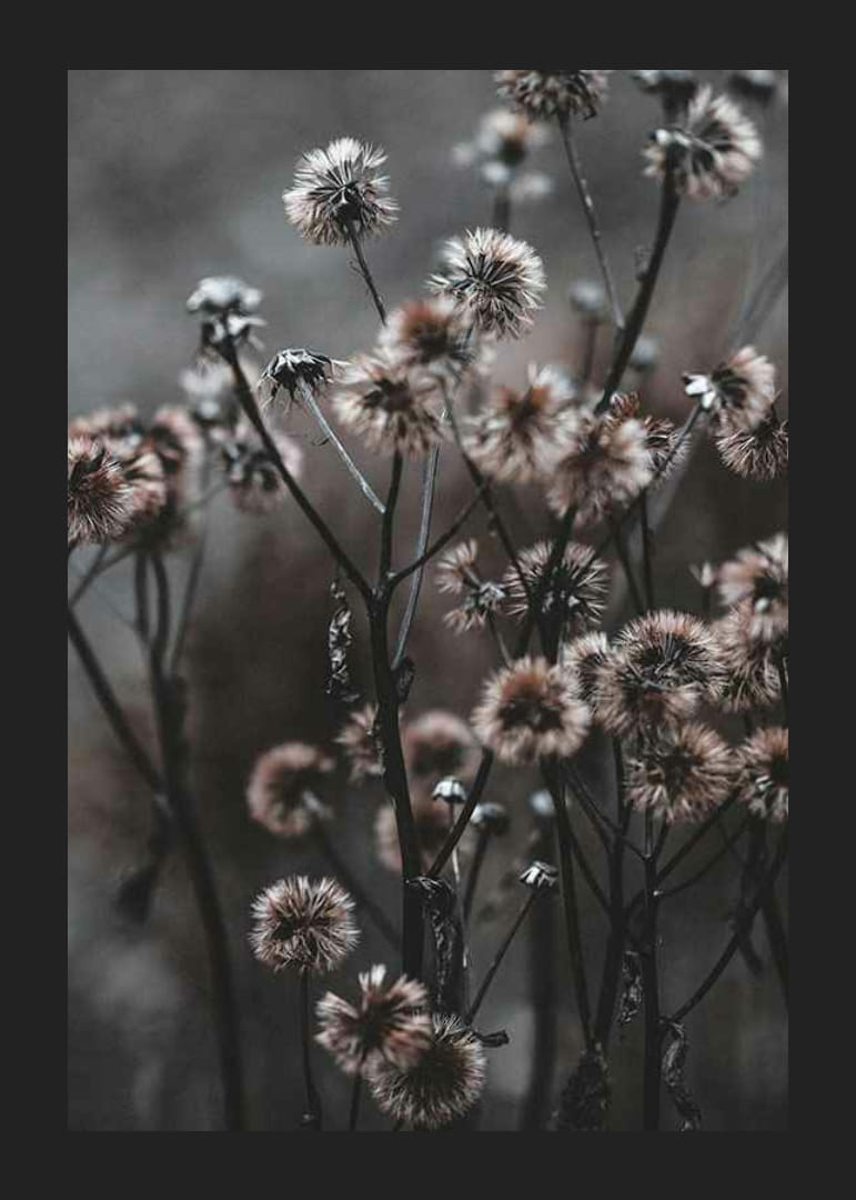Szárított erdei virágok közeli képe barna őszi tónusokban-12
