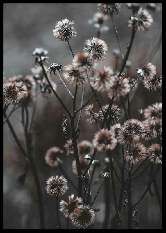 Forest Flowers-12