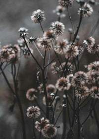 Nærbillede af tørrede skovblomster i brune efterårstoner-7
