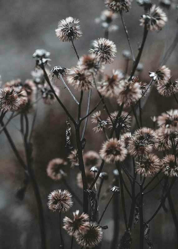 Forest Flowers-12