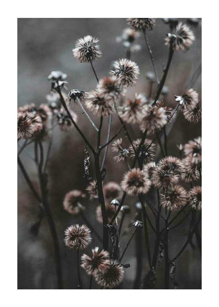 Nærbillede af tørrede skovblomster i brune efterårstoner-12