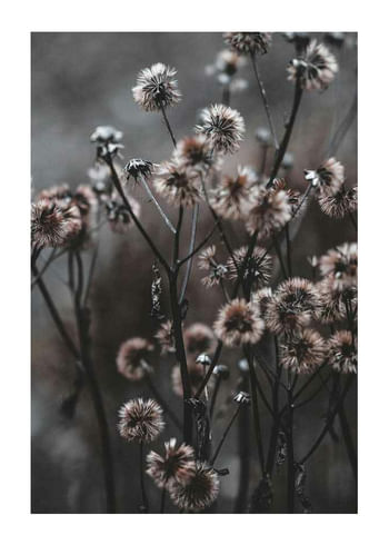 Póster Forest Flowers