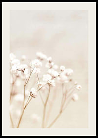 Närbild av vita brudslöja-blommor mot beige bakgrund-2