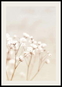 Close-up of white bridal veil flowers against beige background-2