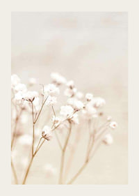 Närbild av vita brudslöja-blommor mot beige bakgrund-3