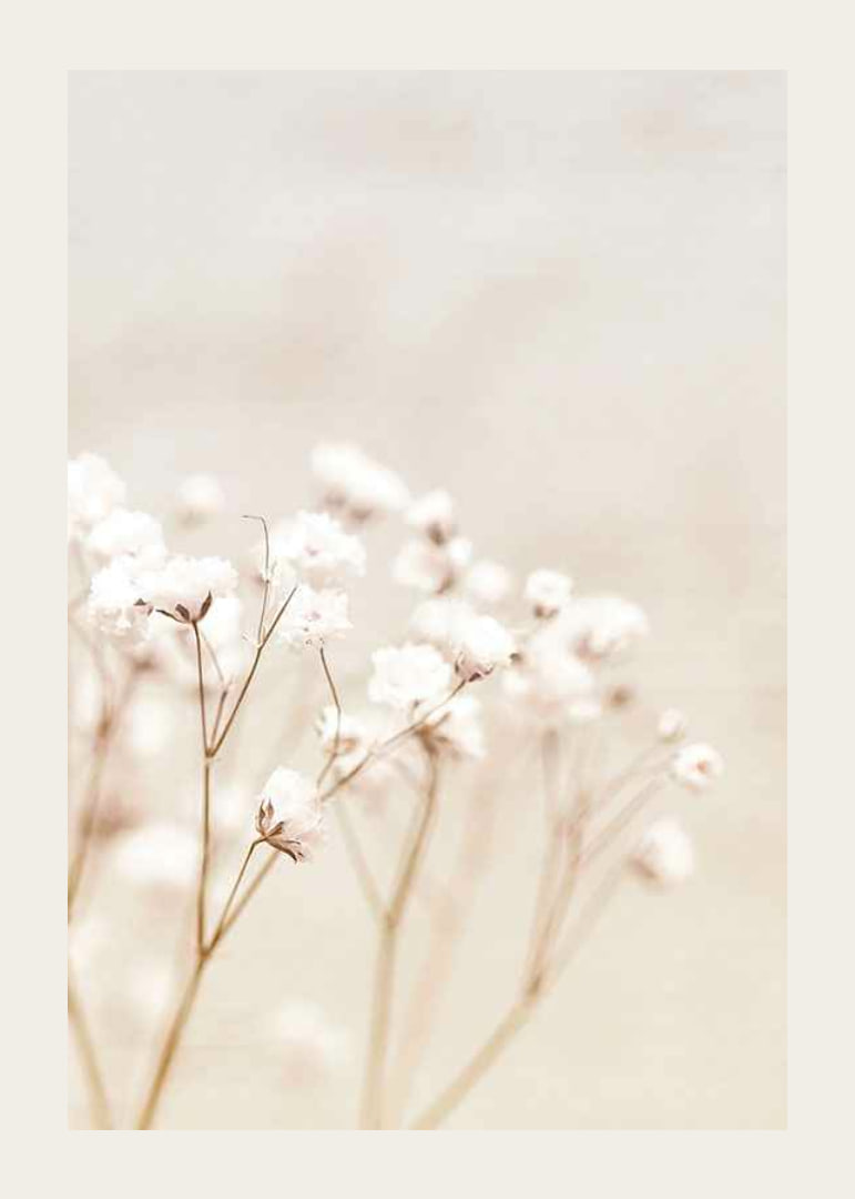 Närbild av vita brudslöja-blommor mot beige bakgrund-12