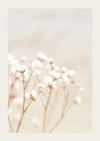 Close-up of white bridal veil flowers against beige background-3
