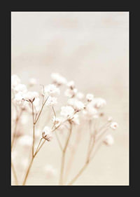 Närbild av vita brudslöja-blommor mot beige bakgrund-5