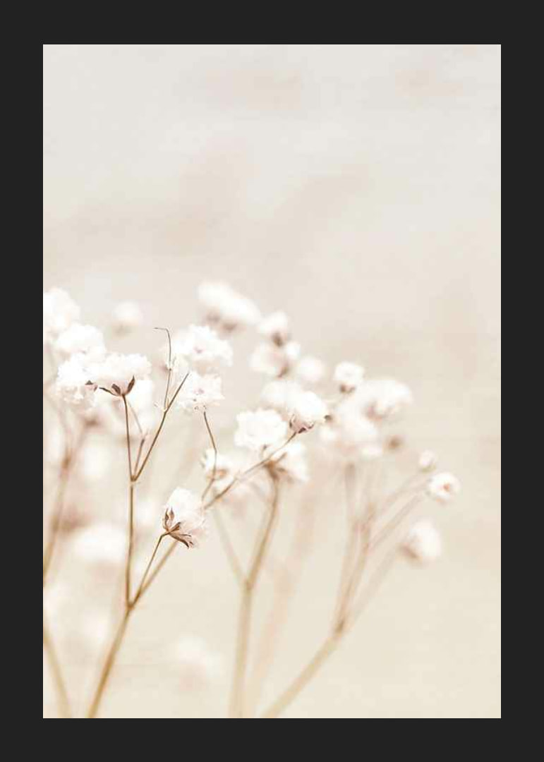 Närbild av vita brudslöja-blommor mot beige bakgrund-12