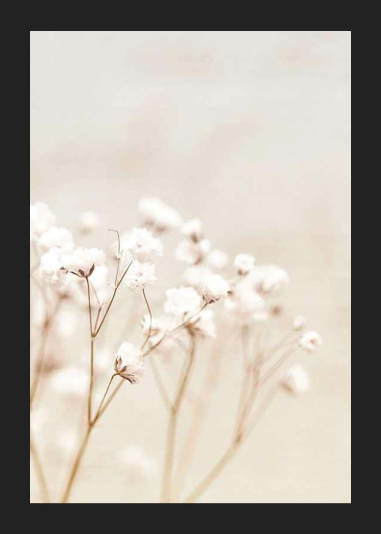 Close-up of white bridal veil flowers against beige background-12